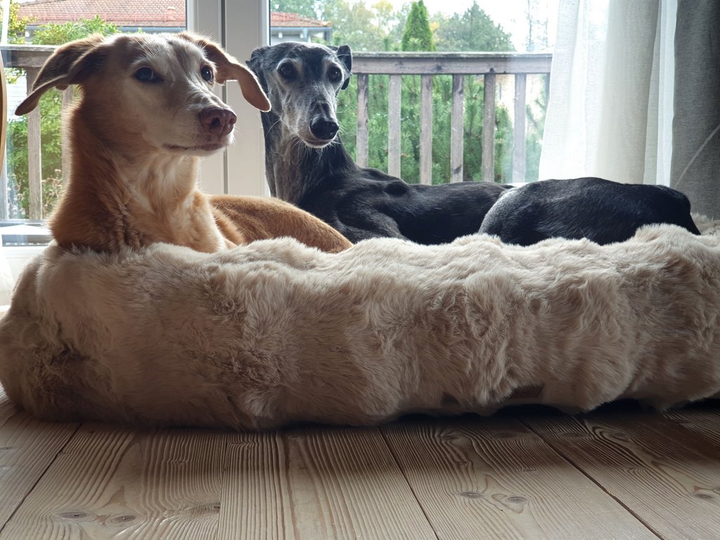 Scruffs ALPINE Box Bed