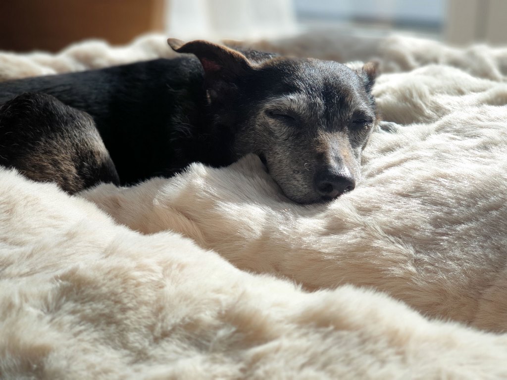Scruffs ALPINE Box Bed