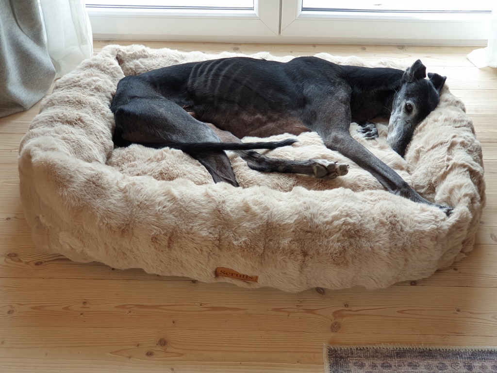 Scruffs ALPINE Box Bed