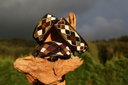 TKC Argyle Earth Lurcher