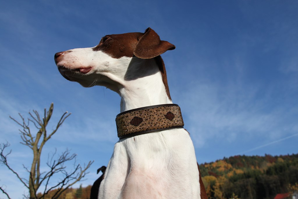TKC Cheetah Lurcher
