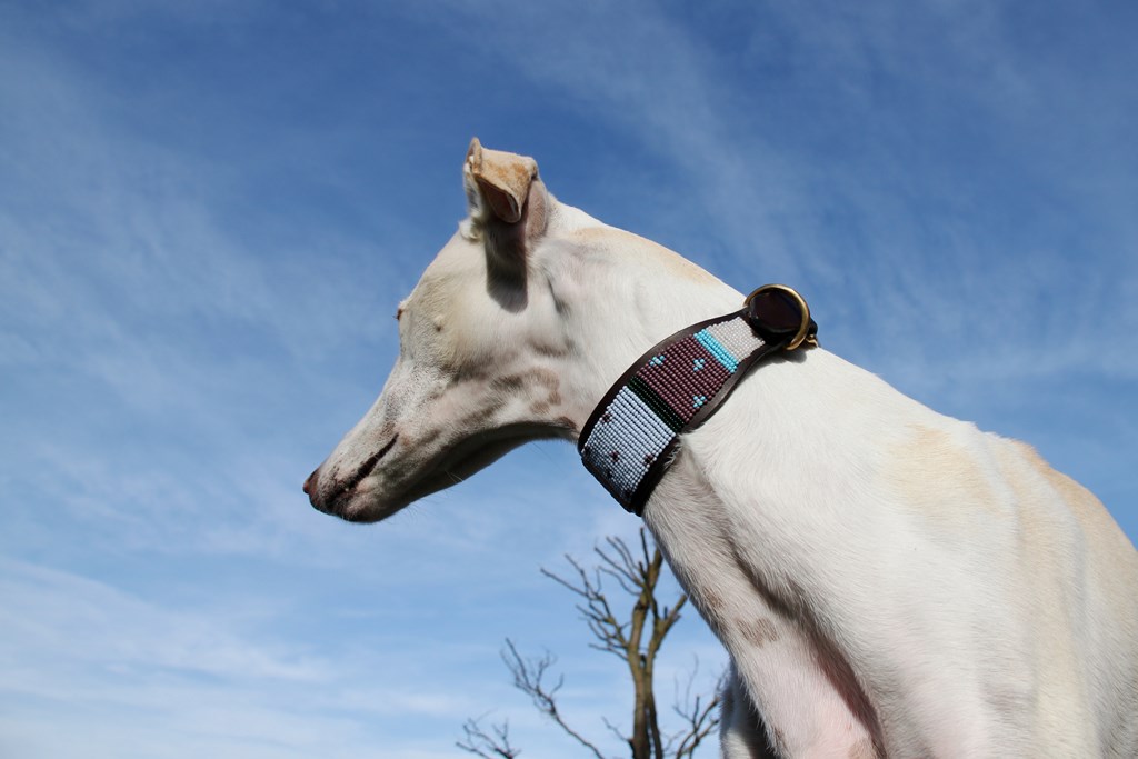 TKC Jacaranda Lurcher