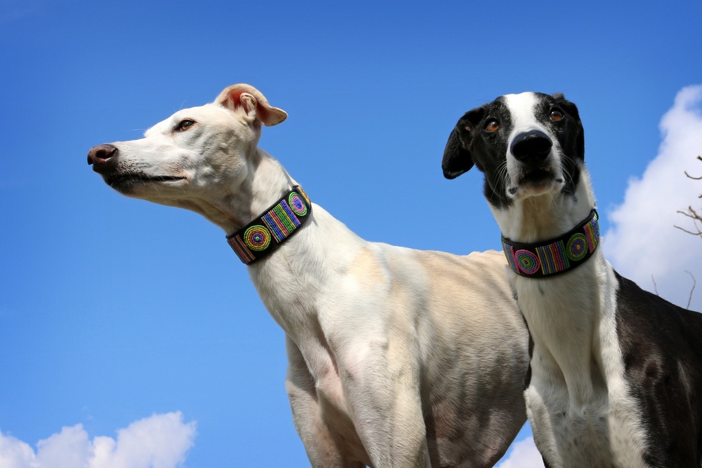 TKC Meadow Lurcher