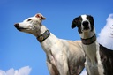 TKC Meadow Lurcher