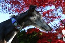 TKC Passion Flower Lurcher