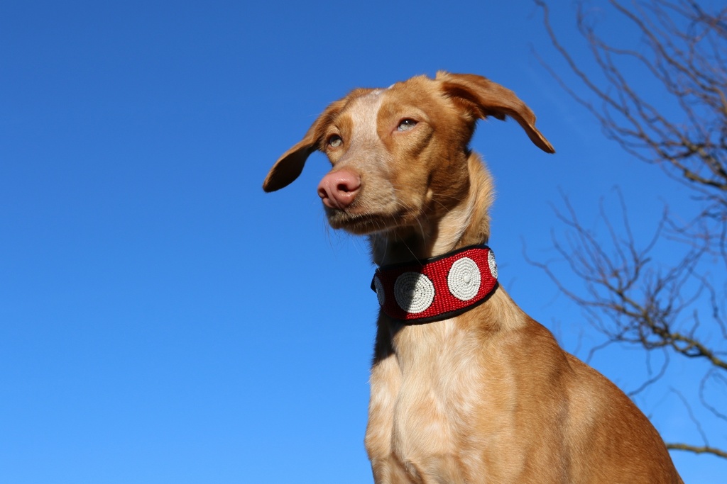 TKC Unity Lurcher