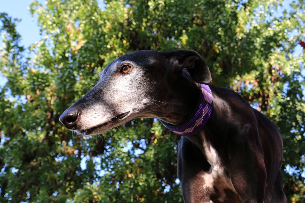 TKC Yesterday, Today, Tomorrow Lurcher