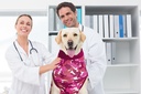 Suitical Recovery Suit® Hund Camouflage