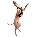 Sportgeschirr Y Small Pawprint