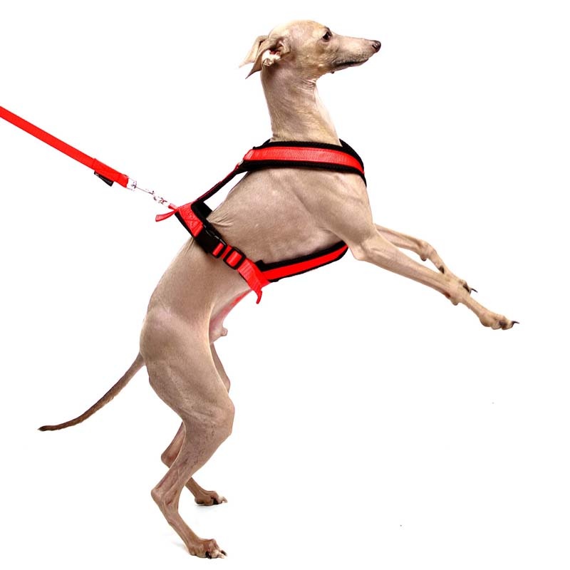 Sportgeschirr Y Small