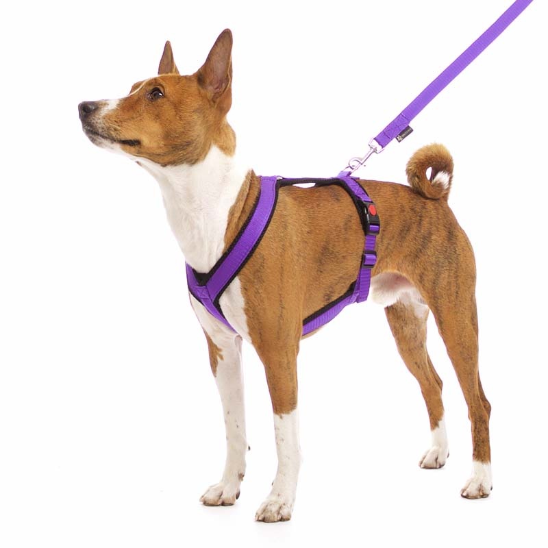 Sportgeschirr Y Small