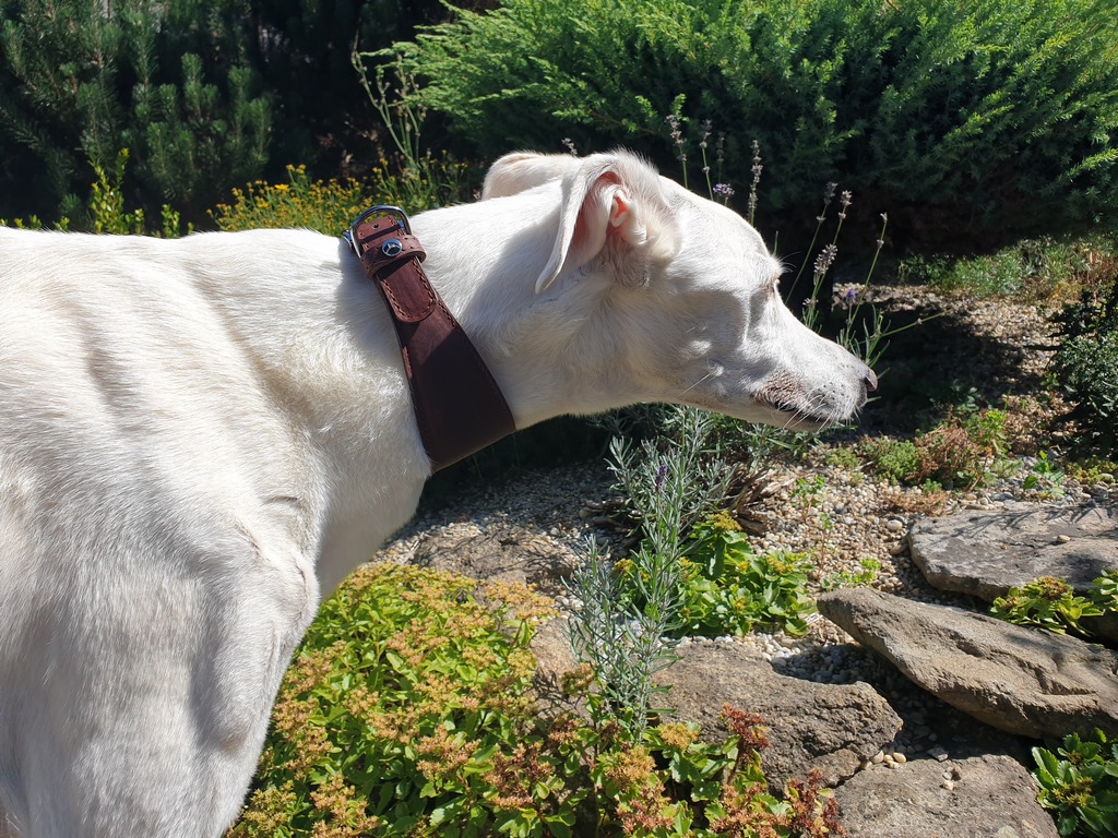 Vici_Design_Lederband_Galego_1 (Kopie).jpg