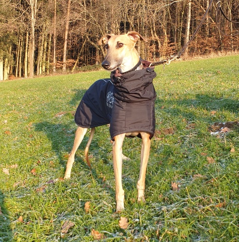 Orientalischer Windhund mit dickem, blauem Wintermantel in perfekter Passform
