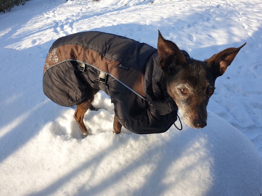 Hund in beigem Wintermantel mit braunem Streifen und Bauchlatz