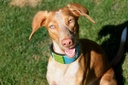 TKC Lagoon Lurcher