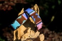 TKC Malindi Lurcher