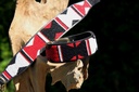 TKC Maasai Shield Lurcher