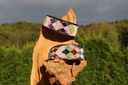 TKC Argyle Posey Lurcher