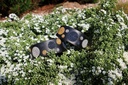 TKC Metallic Dots Wide