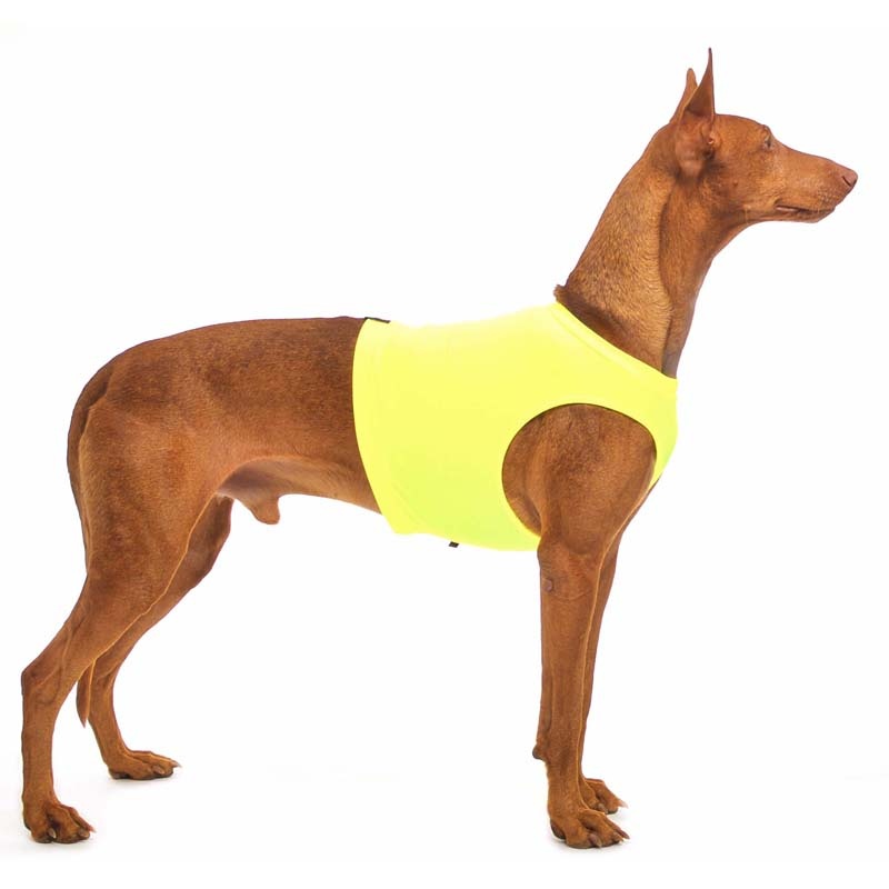 S&D Short Yellow M1