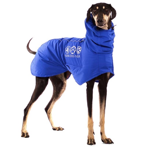 Orientalischer Windhund mit dickem, blauem Wintermantel in perfekter Passform