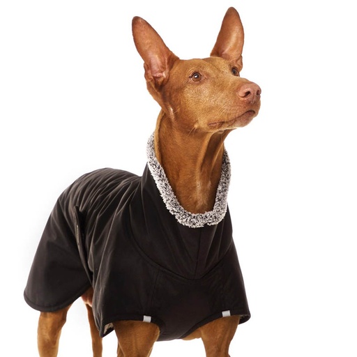 Hund im schwarzen Mantel mit Bauchlatz und grauen Plüschrändern