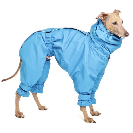 Italienisches Windspiel in einem hellblauen, wintertauglichen Ganzkörper-Overall