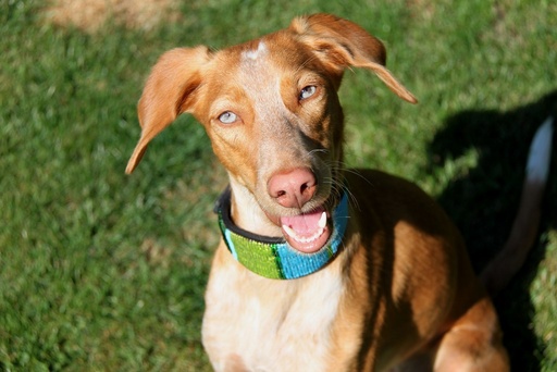 TKC Lagoon Lurcher