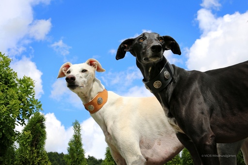 Aloké Greyhound Pin