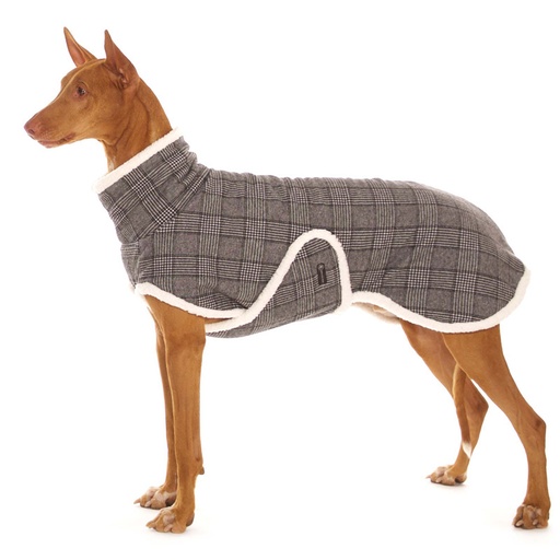 Hund in einem eleganten Mantel mit kariertem Oberstoff und herausspitzenden weißen Fellrändern