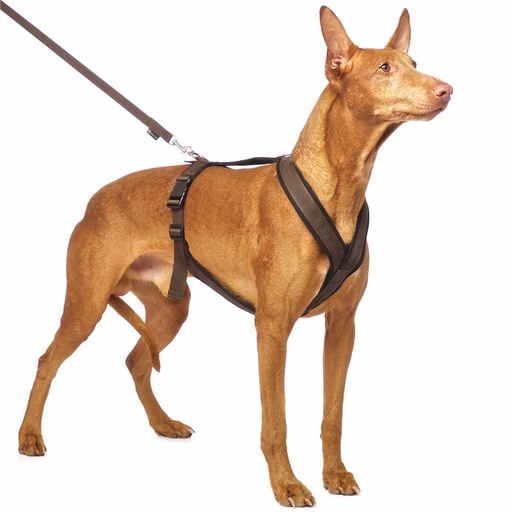 [P0031997] S&D Sportgeschirr Y M1 Braun